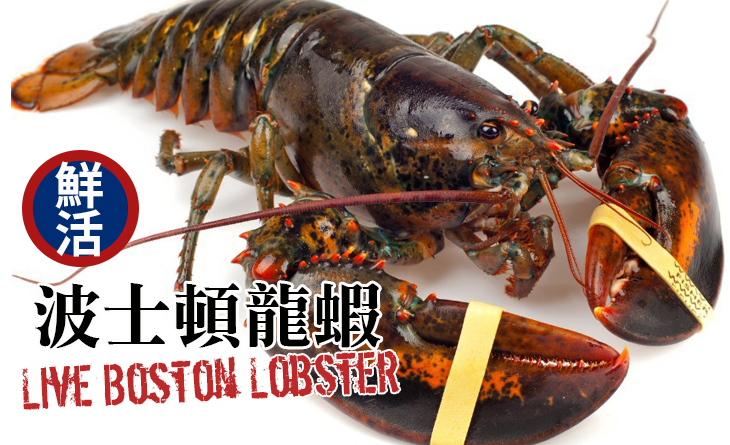 【台北濱江】加拿大空運進口，無與倫比的最鮮海味~鮮活波士頓龍蝦500~600g/隻