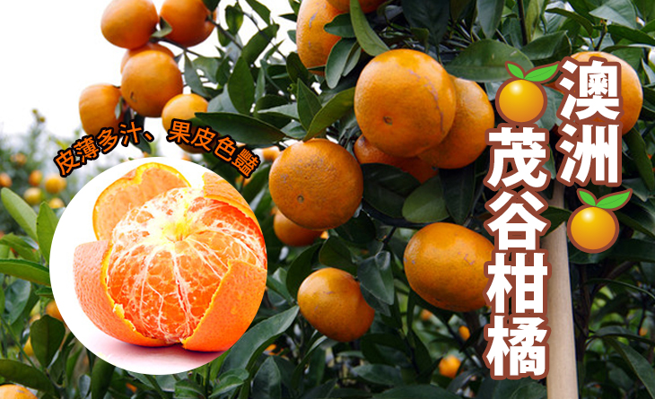 【台北濱江】澳洲茂谷柑9kg/件~皮薄多汁，帶有淡淡蜂蜜香