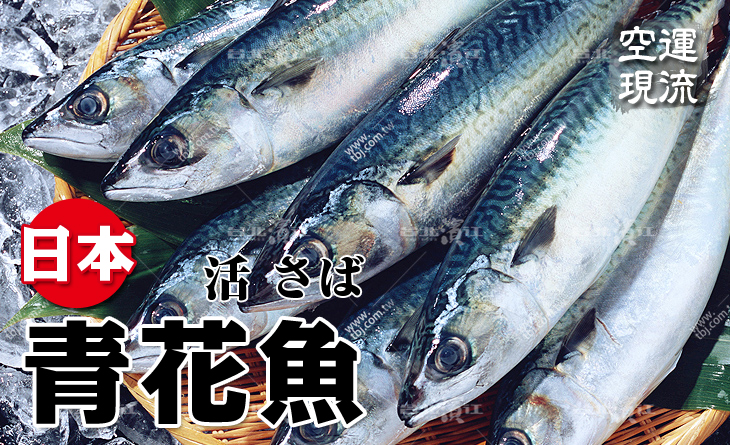 【預購中】【台北濱江】日式料理店の人氣王！空運現流日本青花魚500~700g/尾