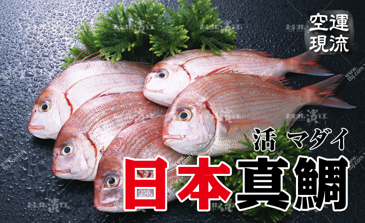 【預購中】【台北濱江】日本鯛の鮮甜滋味！口感細緻高雅~清爽甘美~空運現流日本真鯛2.5kg/尾