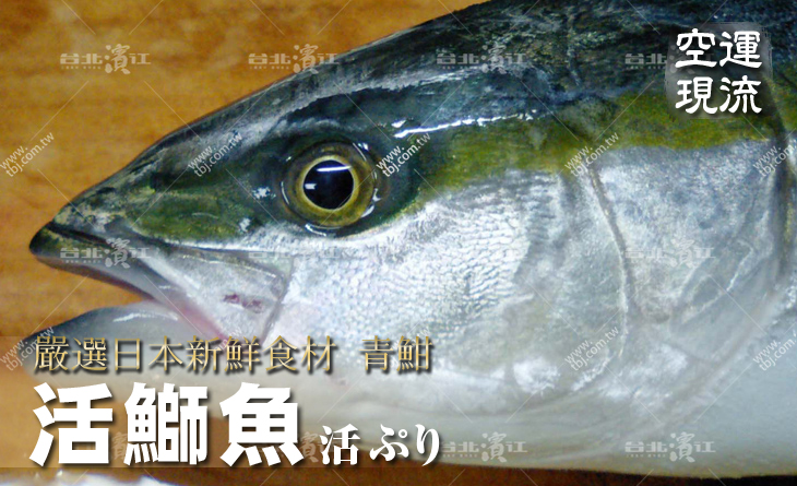 【預購中】【台北濱江】老師傅最愛！生魚片必吃~入口即化~空運現流~新鮮活鰤魚青魽6~7.5kg/尾